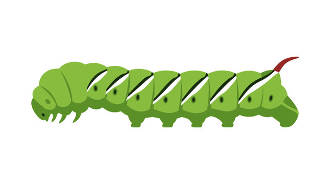 Green Caterpillar Isolated on Transparent Background