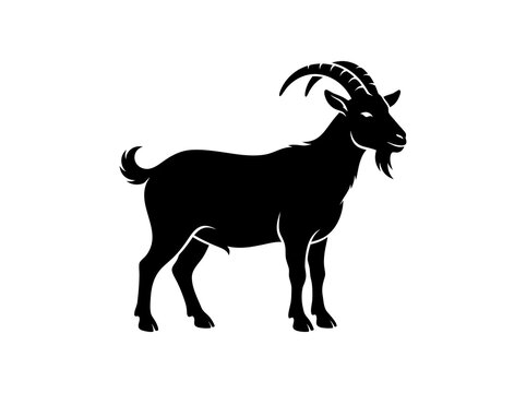 goat on a white background