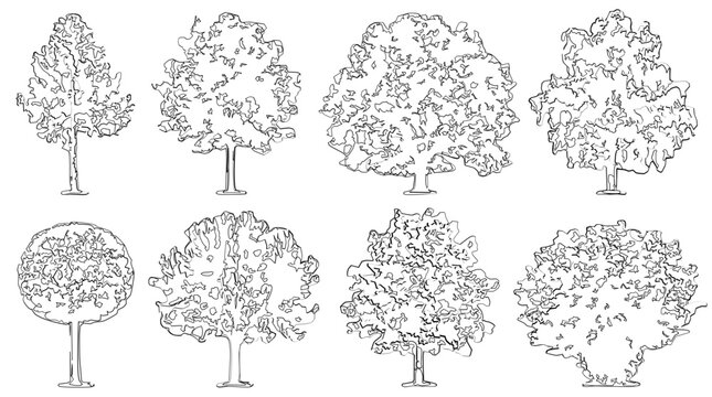 Vector pack of trees and plan in elevation view for use in architectural drawings providing professional landscape design assets for modern building projects