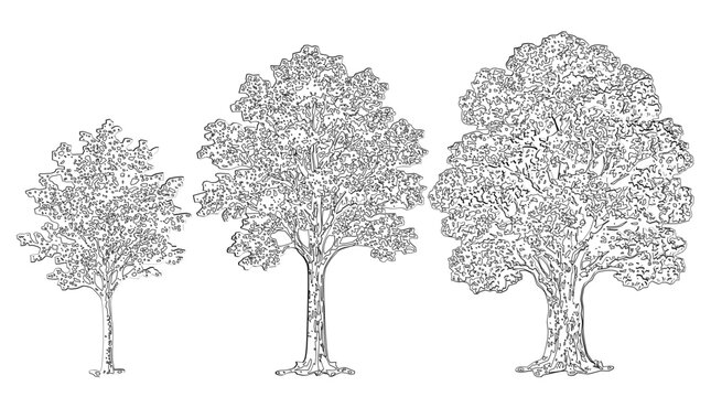 Vector pack of trees and plan in elevation view for use in architectural drawings featuring detailed black and white botanical line art illustrations
