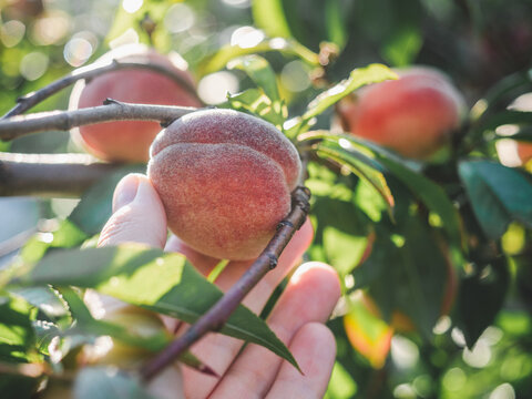 Hand picking a ripe peach from a tree branch in a sunny orchard. Symbolizes summer harvest, organic farming, and fresh produce. Ideal for agriculture, seasonal food, and healthy eating content now