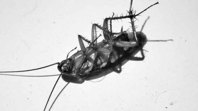 Monochrome video showing a cockroach trapped upside down, making slow weak movements as it nears death, creating a somber and dramatic visual scene.