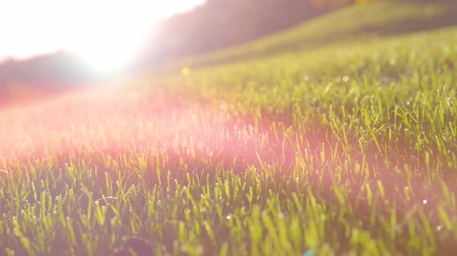 CLOSE UP, LENS FLARE, DOF: Cultivated lawn grass glowing in golden autumn sunlight. Morning sun spills over grassy sloping backyard and creates a warm, dreamy rural background on sunny October day.