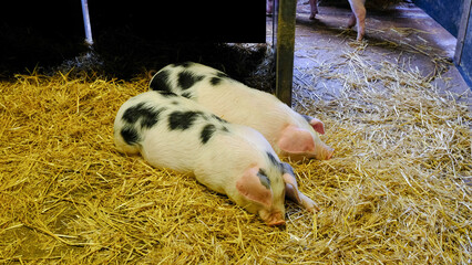 Two Spotted Piglets Resting on Straw in a Farm Pigsty © TrieuHao