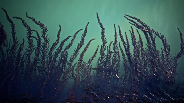 Dark aquatic plants swaying gently underwater water seaweed sea ocean marine water seaweed sea ocean marine