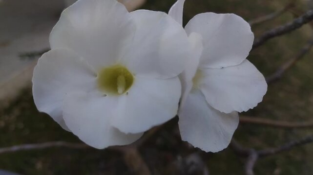 Beautiful white adenium flower blooming in garden