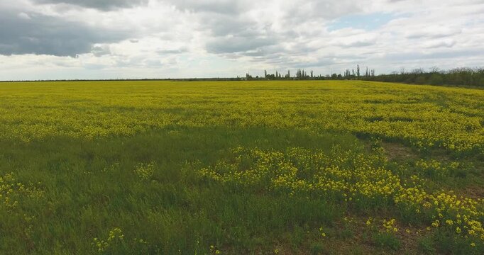 Low-altitude aerial flight over a wide yellow rapeseed field with patches of wild mustard and green grass, flat horizon and heavy cumulus clouds. Forward drone motion, soft overcast light