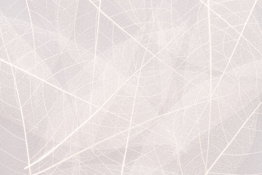 white leaves with abstract pattern as background, translucent leaf texture