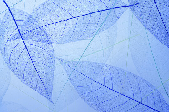 blue leaf skeletons, transparent leaves with veined texture as a background