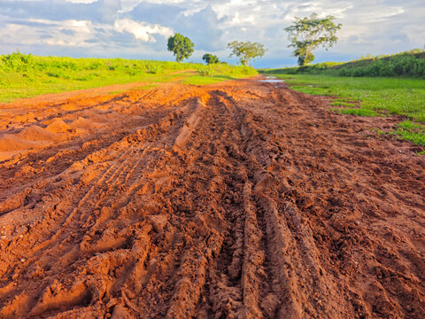 Tranquil Rural Pathway with Muddy Tracks Amidst Lush Green Fields