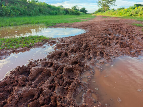 Muddy Trail with Animal Tracks and Water Puddles After Rainfall