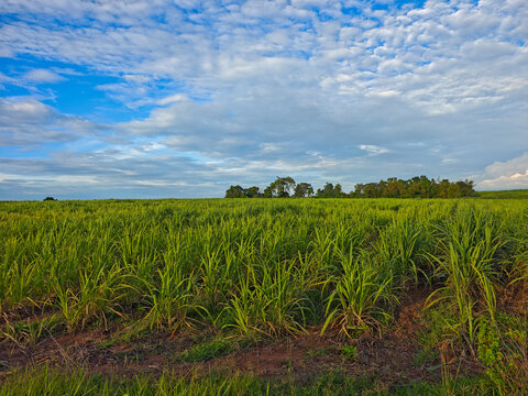 Lush Green Sugar Cane Field Under Bright Blue Sky with Clouds