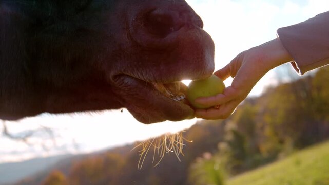 LENS FLARE, CLOSE UP, DOF: Brown horse gently taking an apple from hand as golden autumn backlight catches its muzzle and whiskers. Intimate countryside moment of bonding between human and animal.