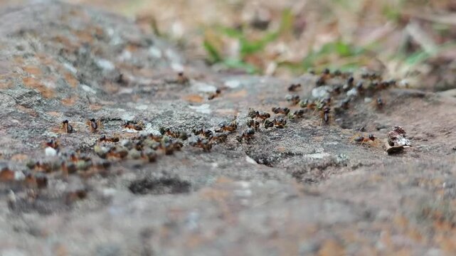 Close-Up View of Ants Crawling on a Rocky Surface in Nature