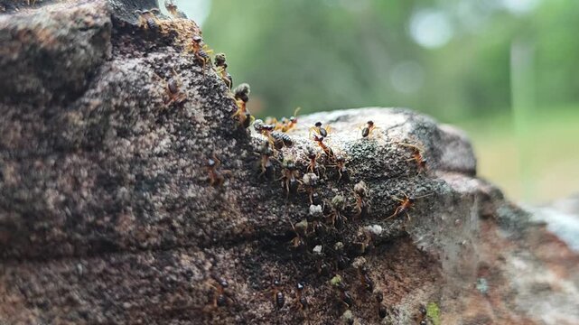 Close-Up View of Ants Crawling on a Rocky Surface in Nature