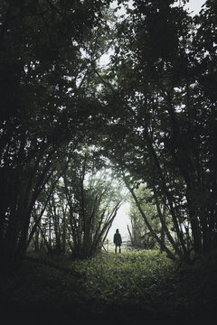 View of a person standing on a path in the dense forest of Vormsi, Laane County, Estonia.