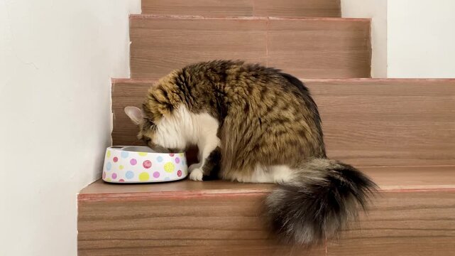 A fluffy multi colored cat shows a funny angry expression next to a white bowl of dry food on wooden stairs.