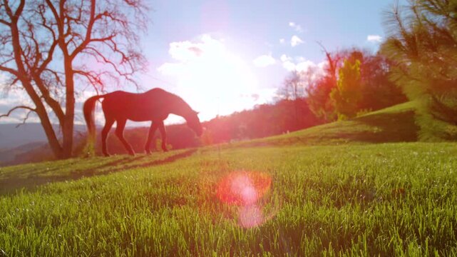 LENS FLARE, DOF, SILHOUETTE: Horse grazes on a sunlit pasture beneath large tree. Golden light gives the autumn countryside a warm, peaceful atmosphere, with long shadows stretching over the grass.