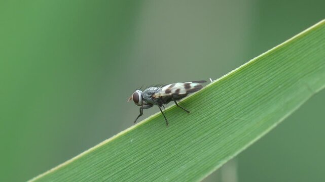 Small fly with patterned wings resting and walking on the edge of a green grass blade. Macro, soft diffused light, very shallow depth of field, clean green background