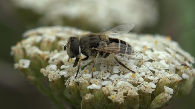 Hoverfly feeding on a white yarrow flower head, grooming and then taking off with blurred wings. Macro, soft diffused light, very shallow depth of field