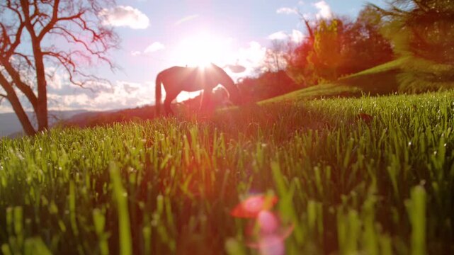 LENS FLARE, DOF, LOW ANGLE, SILHOUETTE: Bright green grass and a horse grazing in the distance. Golden autumn morning sun shines directly behind the animal and spills across the peaceful rural meadow