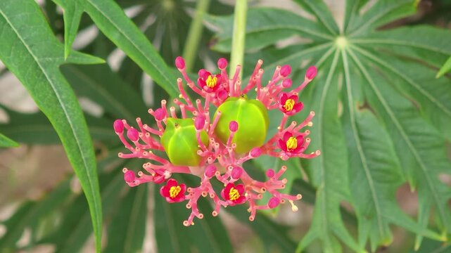 jatropha podagrica, red bracts and flowers ,Jatropha multifida