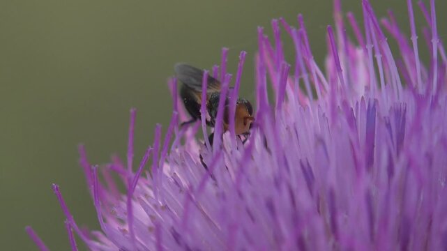 Small black fly with a bright orange head feeding on the violet florets of a thistle. Backlit macro, hard summer sun, very shallow depth of field, olive bokeh