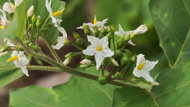 Pea eggplant plant with white flowers