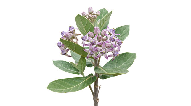 Purple calotropis gigantea flowers isolated on transparent background