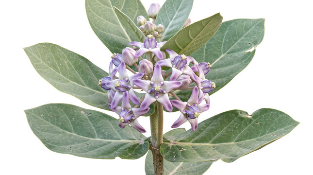 Purple calotropis gigantea flowers isolated on transparent background