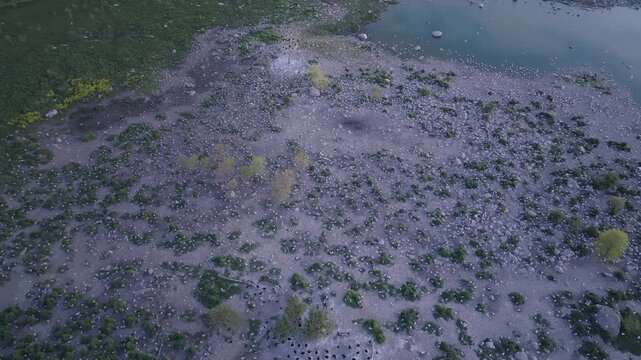 A high angle oblique drone flyover captures thousands of nesting cormorants on a rocky island shore in Ontario, Canada. The birds stand amidst stones and low green shrubs near Lake Huron.