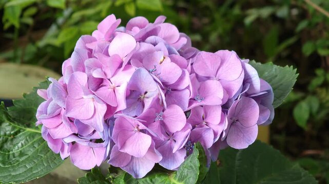  A Beautiful purple hydrangea flowers