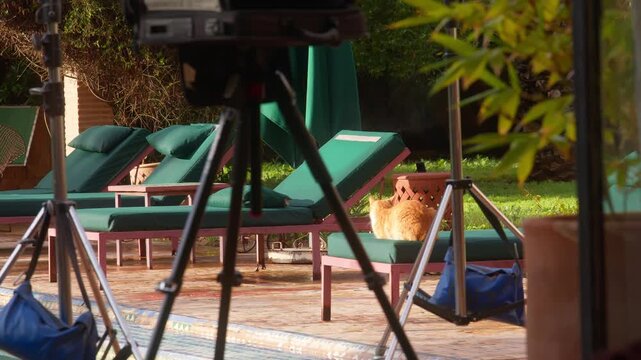 Ginger cat resting on poolside lounge chair in sunny Marrakesh villa garden