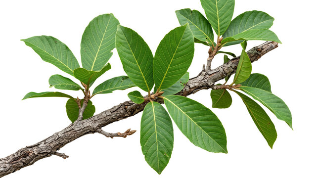 Branch of terminalia chebula tree with green leaves isolated on transparent background