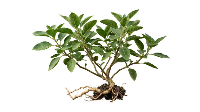 Ashwagandha plant with roots isolated on transparent background