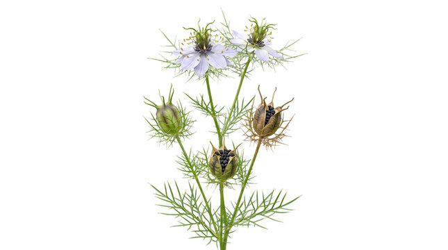 Nigella sativa plant with flowers and seeds isolated on transparent background