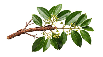 Fototapeta premium Cinnamon tree branch with green leaves and flowers isolated on transparent background