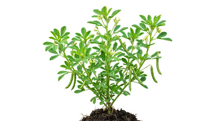 Fototapeta premium Fenugreek plant with green pods and small flowers isolated on transparent background