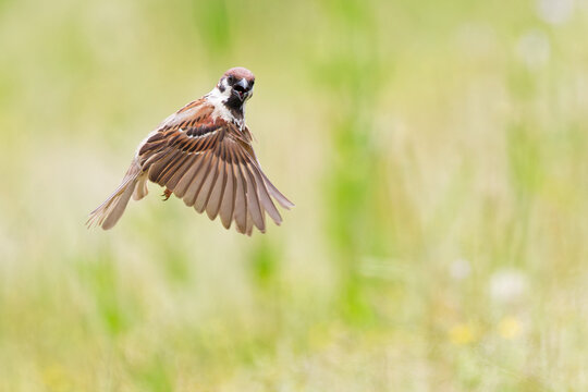 ホバリングするスズメ(Eurasian Tree Sparrow)