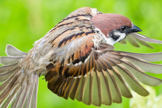飛ぶスズメ(Eurasian Tree Sparrow)のクローズアップ