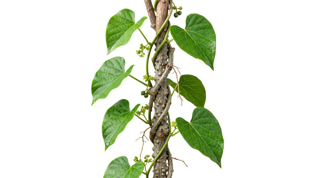 Guduchi plant climbing on a wooden stick isolated on transparent background