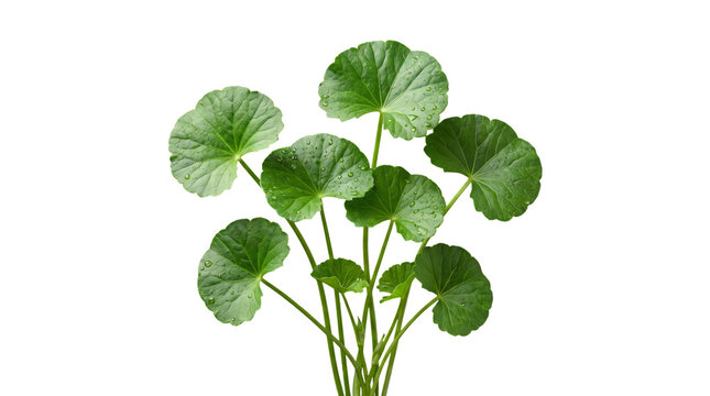Centella asiatica or gotu kola plant isolated on transparent background