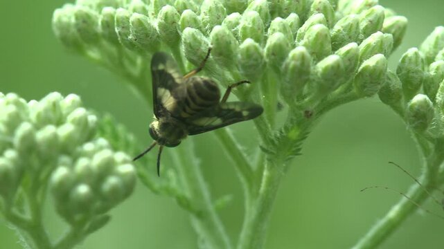 Deer fly with patterned wings and iridescent green eyes resting on the woolly buds of yarrow. Macro, soft diffused light, very shallow depth of field, plain green background