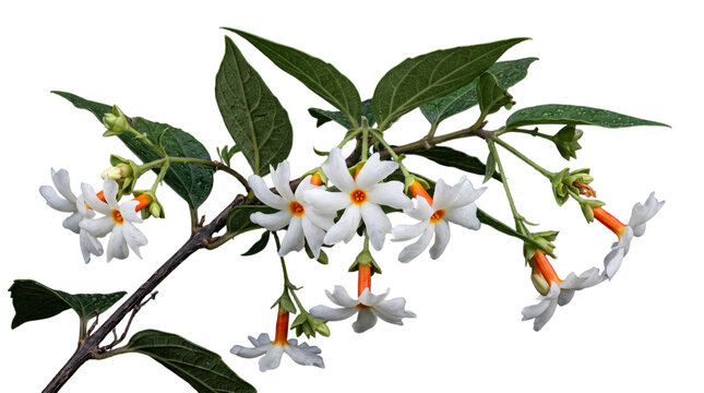 Nightflowering jasmine branch with white flowers isolated on transparent background