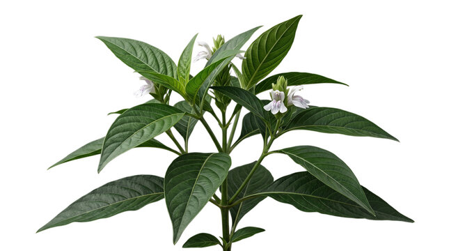 Justicia adhatoda plant with flowers isolated on transparent background