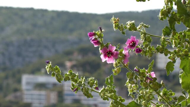 Pink Mallow Flowers Swaying Over Cassis Coastal Landscape