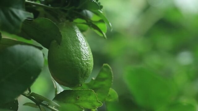 Close-up of a fresh green lime growing on a citrus tree surrounded by natural green foliage. The unripe tropical fruit represents citrus cultivation, organic farming, fresh produce, healthy food, and 