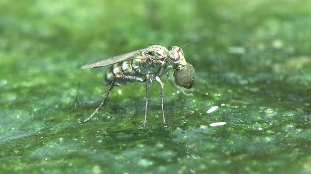 Predatory fly on floating green algae feeding on a captured mosquito pupa at the water surface. Macro in hard summer light, very shallow depth of field