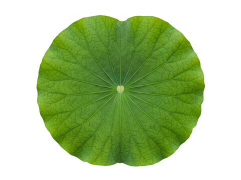 Top view of a fresh green lotus leaf with visible veins, perfectly circular shape, isolated on transparent background