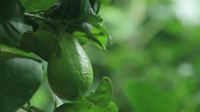 Close-up of a fresh green lime growing on a citrus tree surrounded by natural green foliage. The unripe tropical fruit represents citrus cultivation, organic farming, fresh produce, healthy food, and 